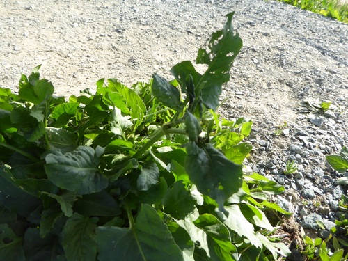Emex spinosa