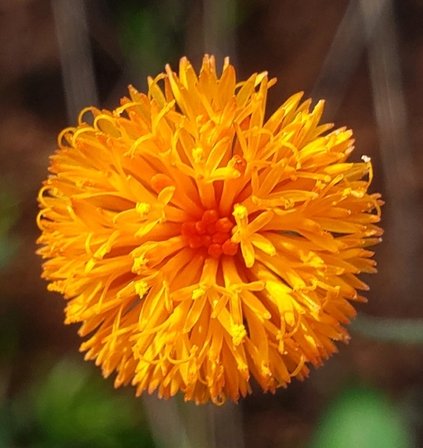 Emilia coccinea
