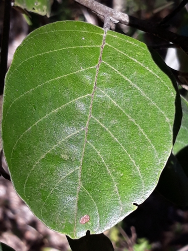 Emmotum nitens