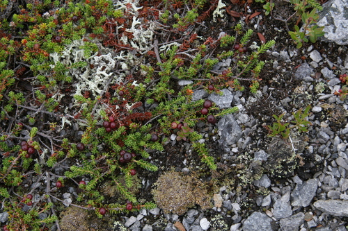 Crowberry