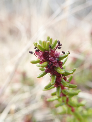 Empetrum nigrum