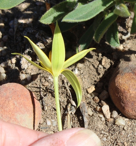 Empodium plicatum