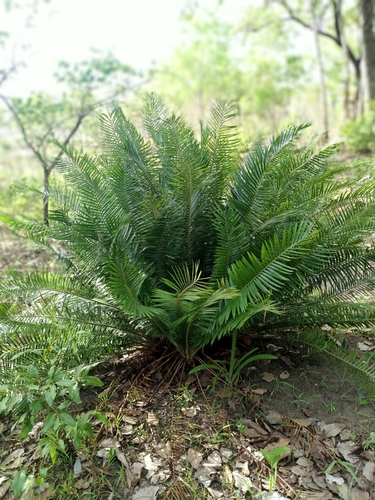 Encephalartos barteri