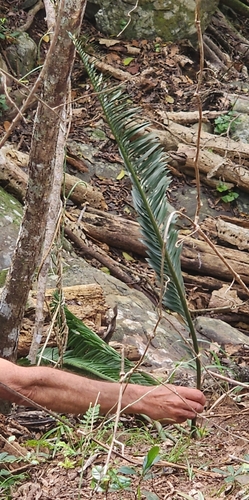 Encephalartos caffer