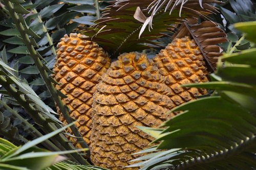 Encephalartos transvenosus