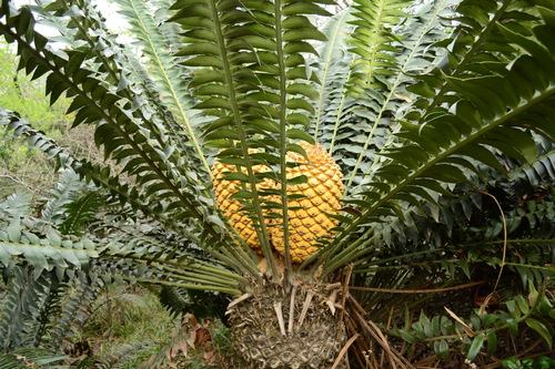 Encephalartos transvenosus