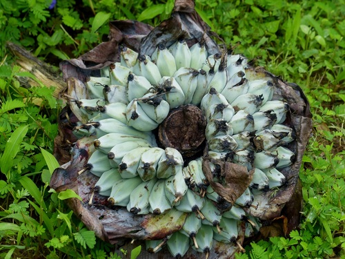 Ensete superbum