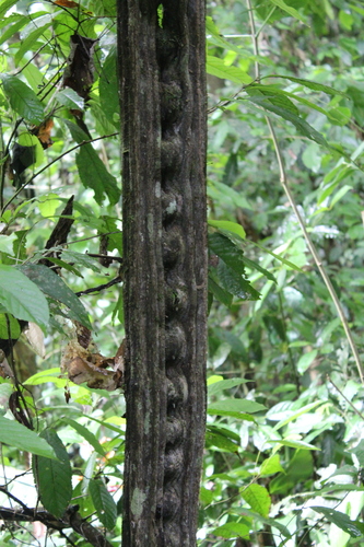 Entada gigas