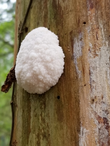 Enteridium lycoperdon
