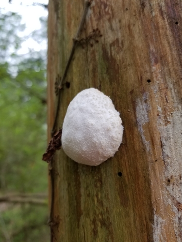 Enteridium lycoperdon