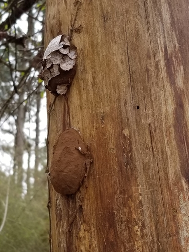 Reticulariaceae