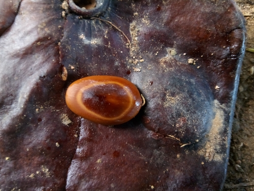 Enterolobium cyclocarpum