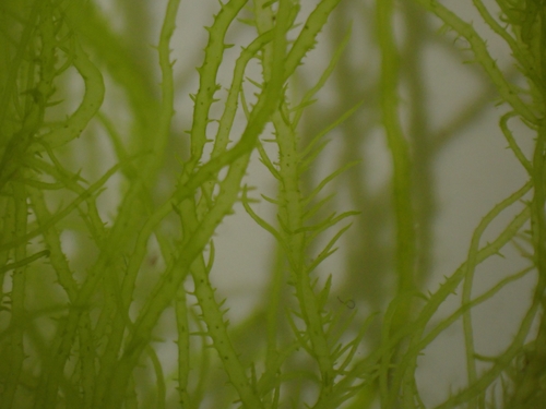 Enteromorpha compressa