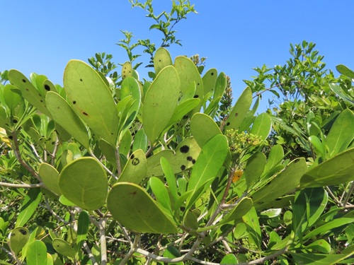 Enterospermum littorale