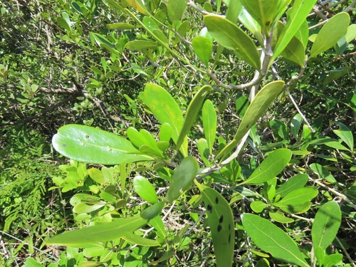 Enterospermum littorale