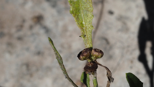 Epaltes australis