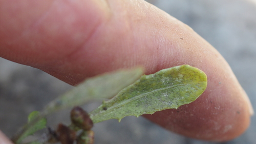 Epaltes australis