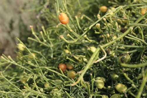 Ephedra altissima