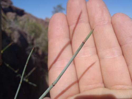 Ephedra aspera