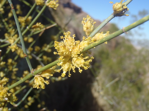 Ephedra aspera