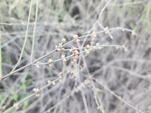 Ephedra breana