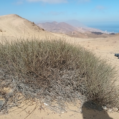 Ephedra breana