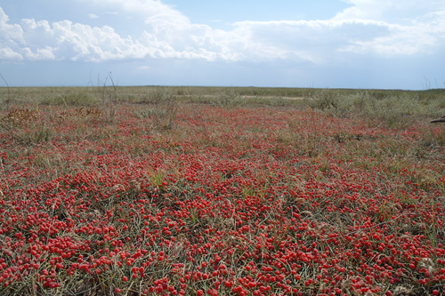 Ephedra distachya