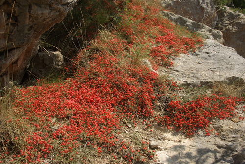 Ephedra distachya