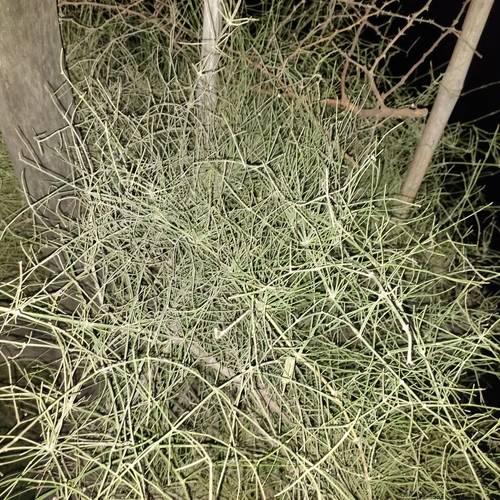 Ephedra foliata
