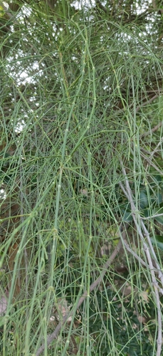 Ephedra foliata