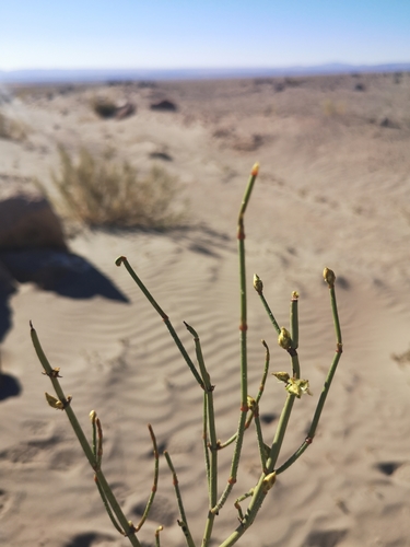 Ephedra multiflora