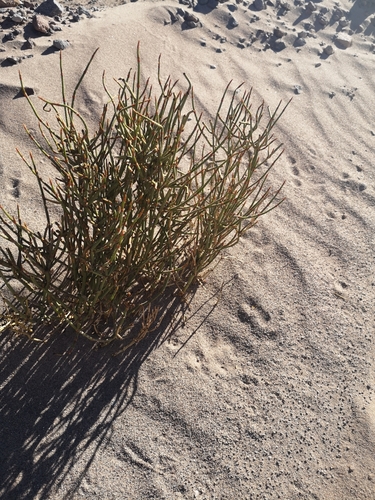Ephedra multiflora