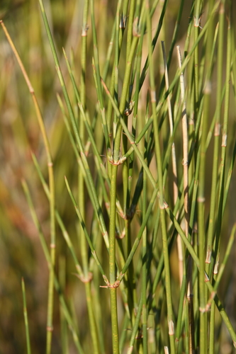Ephedra trifurca