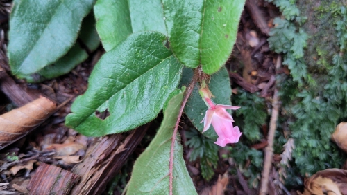 Epigaea asiatica
