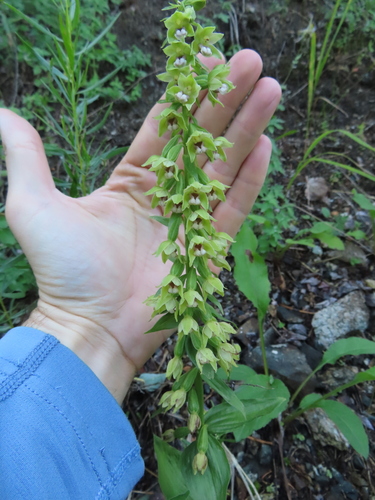 Epipactis persica