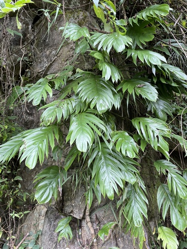 Epipremnum pinnatum