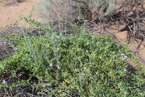 Epixiphium wislizeni
