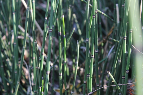 Equisetum hyemale