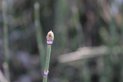 Equisetum hyemale