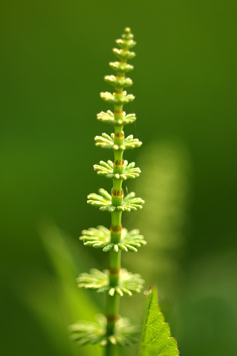 Equisetum pratense