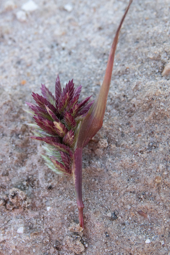 Eragrostis basedowii