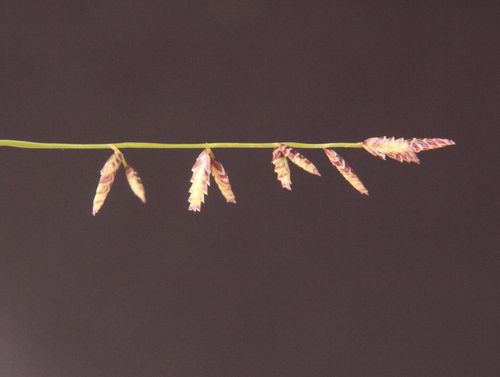Eragrostis lanipes