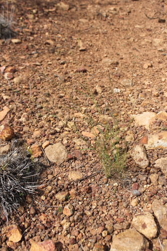 Eragrostis leptocarpa