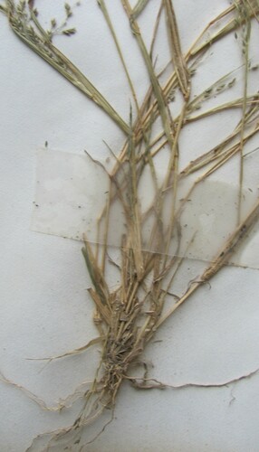 Eragrostis pectinacea