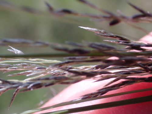 Eragrostis planiculmis