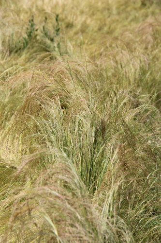 Eragrostis tef