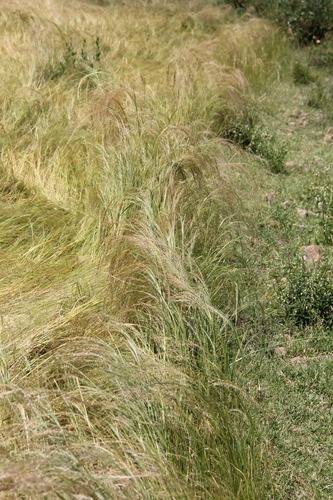 Eragrostis tef
