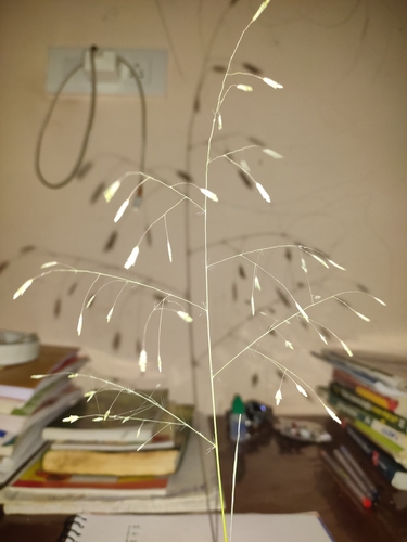 Eragrostis tremula