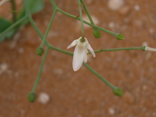 Eremiolirion amboense