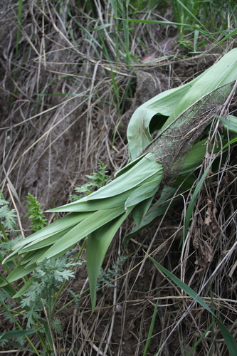 Eremurus robustus